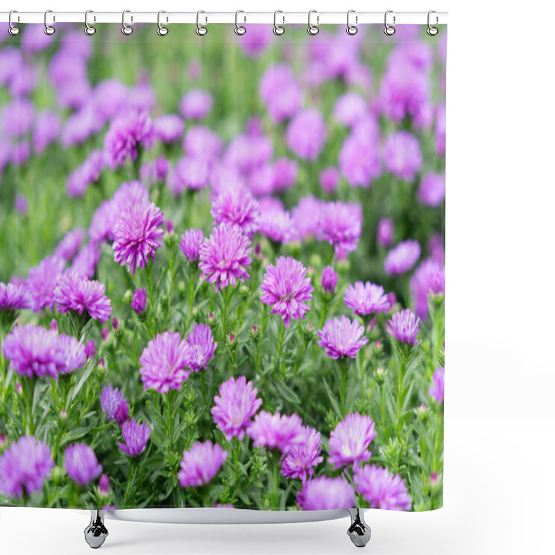 Personality  Fower In Garden , Argyranthemum Frutescens Or Marguerite, Marguerite Daisy Fower For Background,home And Gaden Decor Concept Home Inspirations Shower Curtains