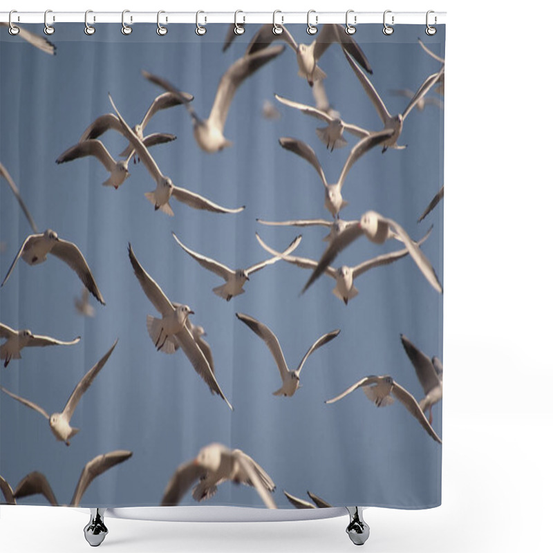 Personality  A Flock Of Black-headed Gulls, Chroicocephalus Ridibundus Flying Shower Curtains