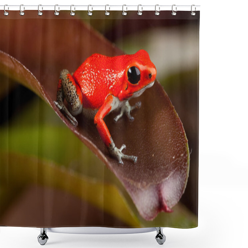 Personality  Red Frog Shower Curtains