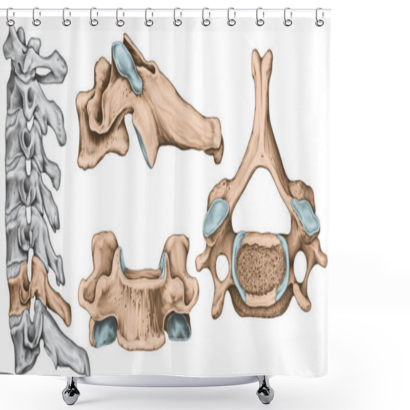 Personality  Didactic Board, Cervical Spine, Common Vertebral Morphology, Sixth Cervical Vertebra, Cervical Vertebrae, Anterior, Lateral And Superior View Shower Curtains