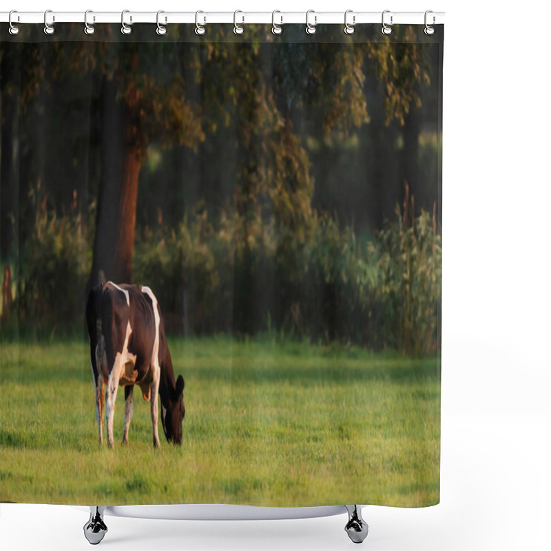 Personality  Cow Grazing In Meadow Near Forest. Shower Curtains