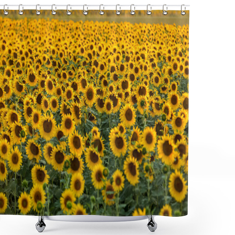 Personality  Sunflowers Field Near Arles  In Provence, France Shower Curtains