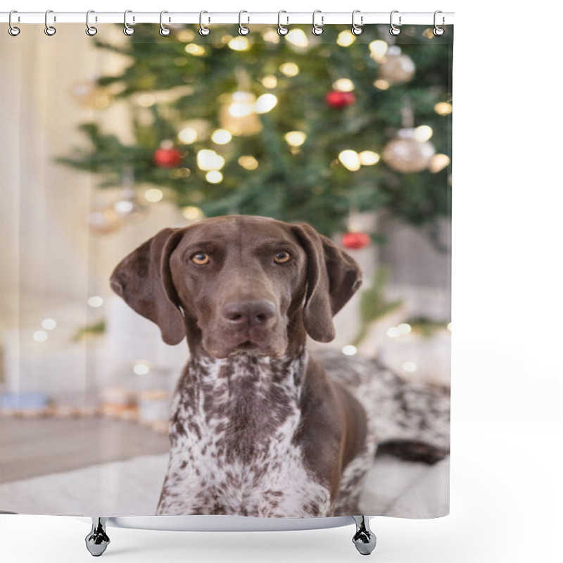 Personality  GSP Dog Looking Into The Camera In Front Of A Christmas Tree Shower Curtains