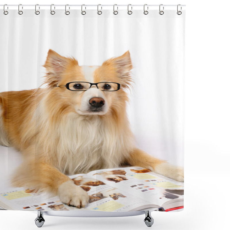 Personality  Dog Reading Book Shower Curtains