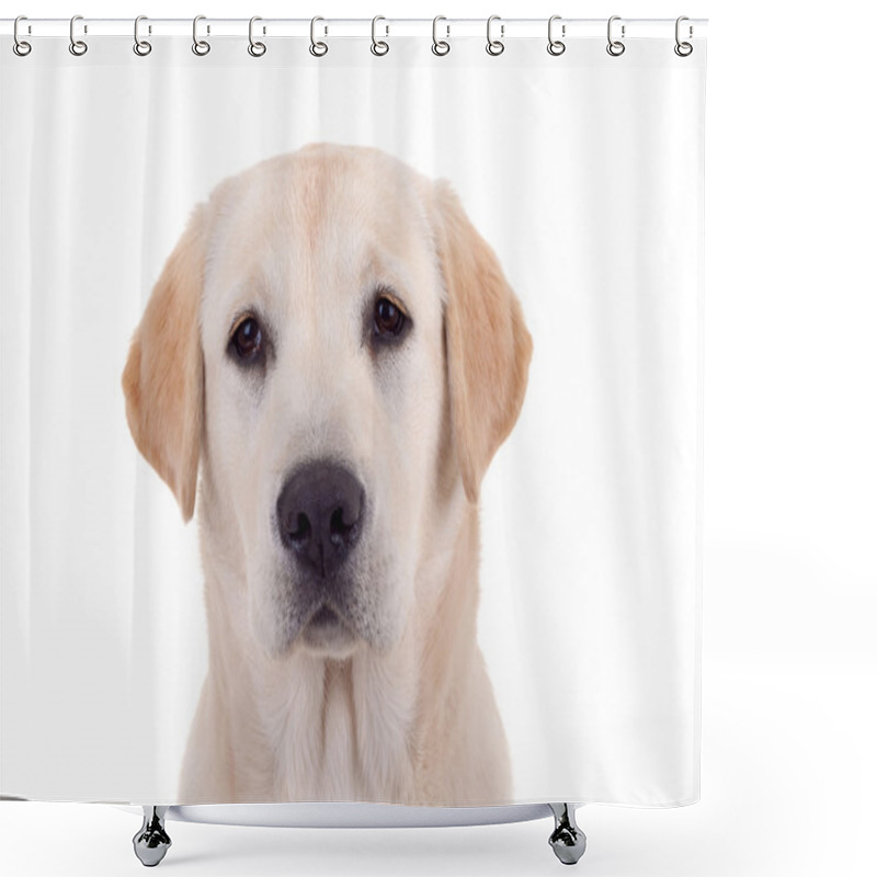 Personality  Golden Retriever Portrai Shower Curtains