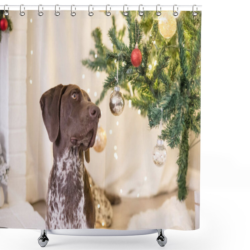 Personality  Dog Looking Up At The Christmas Ornaments Shower Curtains