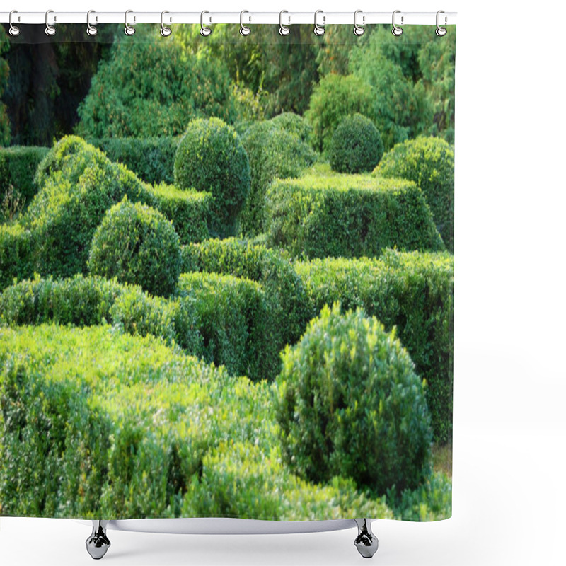 Personality  Clipped Buxus Sempervirens Plant In The Park Shower Curtains