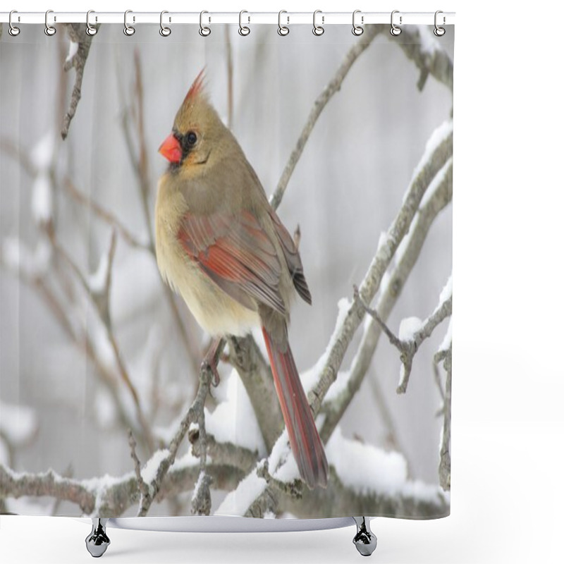 Personality  Female Cardinal In Snow Shower Curtains