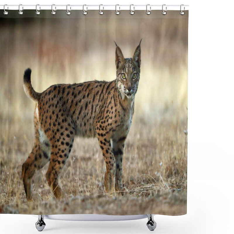 Personality  The Iberian Lynx (Lynx Pardinus), Young Lynx In Yellow Grass. Young Iberian Lynx In The Autumn Landscape. Shower Curtains