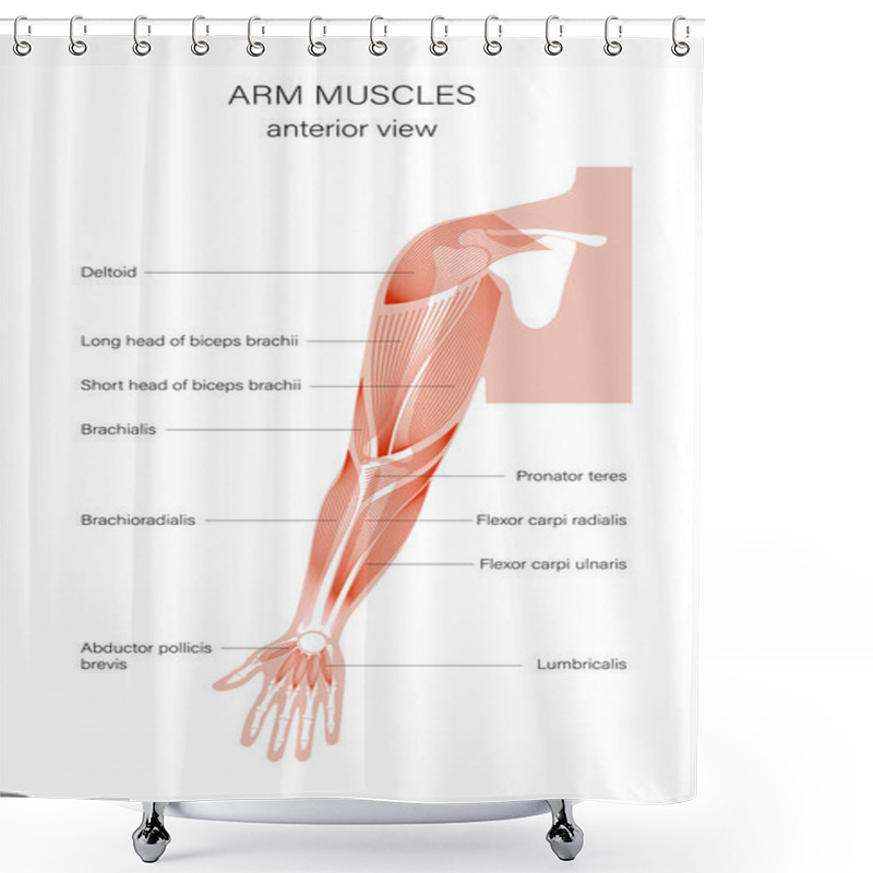 Personality  Muscular System Arms Shower Curtains