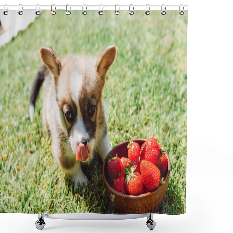 Personality  Cute Fluffy Puppy Licking Itself Near Bowl With Ripe Strawberries On Green Grass Shower Curtains