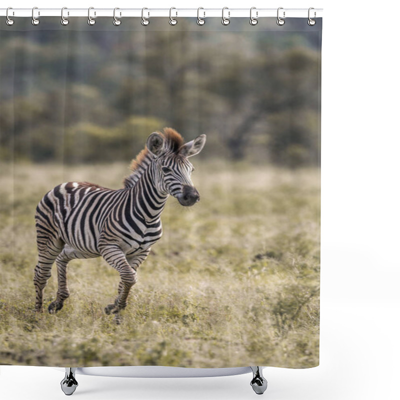 Personality  Plains Zebra In Kruger National Park, South Africa Shower Curtains