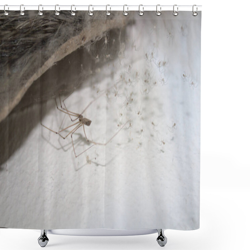 Personality  Cellar Spider On The Wall Shower Curtains