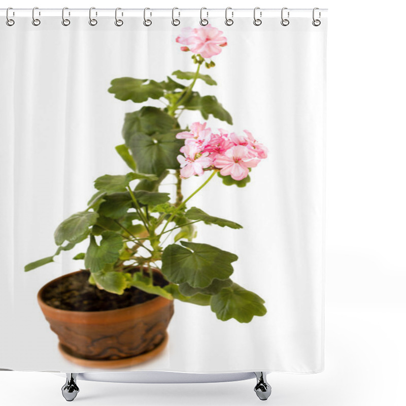 Personality  Pink Pelargonium Flower In The Pot Isolated On White Shower Curtains