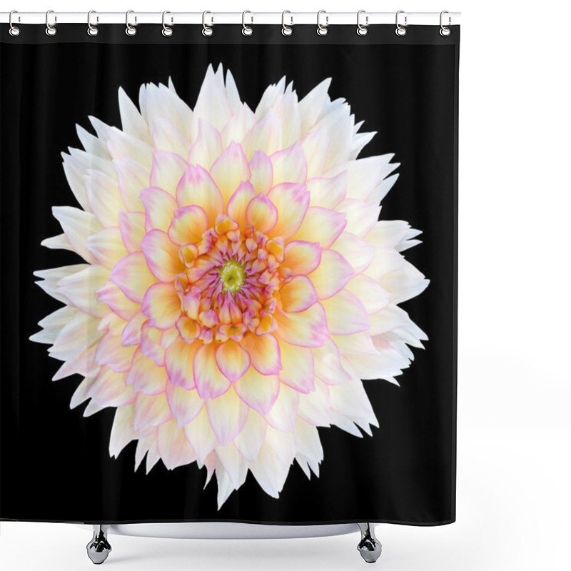 Personality  White Chrysanthemum Flower With Purple Center Isolated Shower Curtains