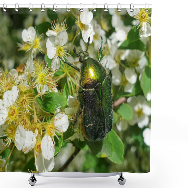 Personality  Macro European Rose Chafer (Cetonia Aurata) Or Green Rose Chafer Insect On Plant In Garden Pollinating Vegetation, In Summer Shower Curtains