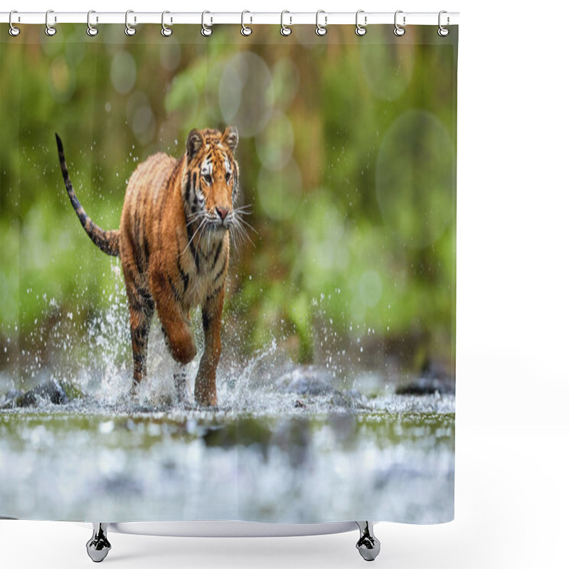 Personality  Young Siberian Tiger, Panthera Tigris Altaica, Walking In A Forest Stream Against Dark Green Spruce Forest. Tiger Among Water Drops In A Typical Taiga Environment. Direct View, Low Angle Photo. Russia Shower Curtains