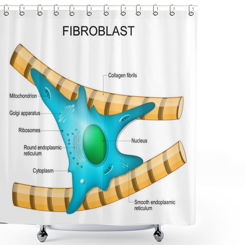 Personality  Fibroblast Anatomy. Structure Of Cell. Diagram With Golgi Apparatus, Nucleus, Mitochondrion And Ribosomes. Vector Illustration. Poster Shower Curtains