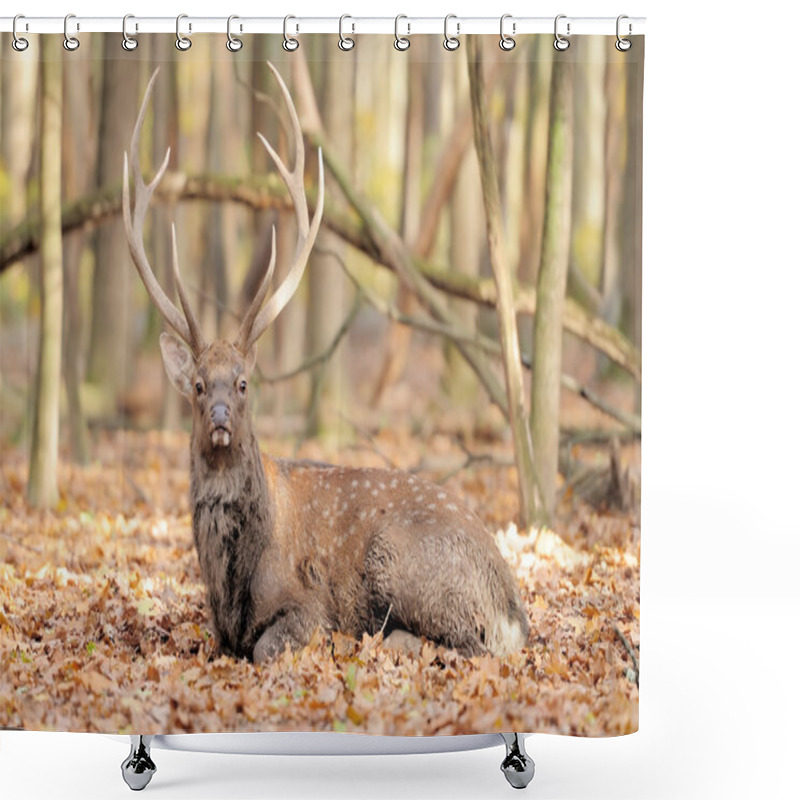 Personality  Deer In Autumn Forest Shower Curtains