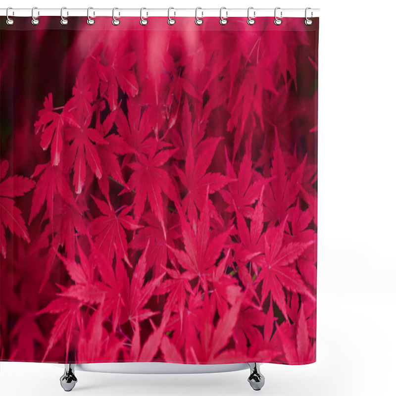 Personality  Japanese Maple Red Leaves Shower Curtains