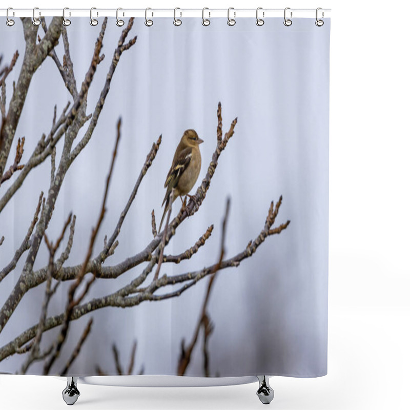 Personality  A Female Chaffinch Eats Seeds And Insects At Baldoyle Racecourse, Dublin, A Haven For Irish Birds. Shower Curtains