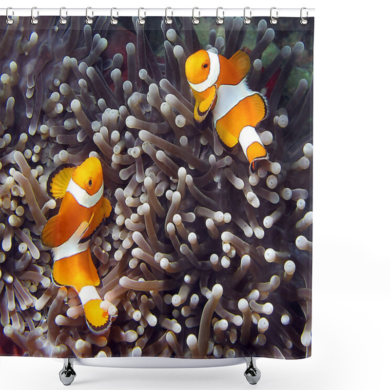 Personality  Clownfish Shower Curtains