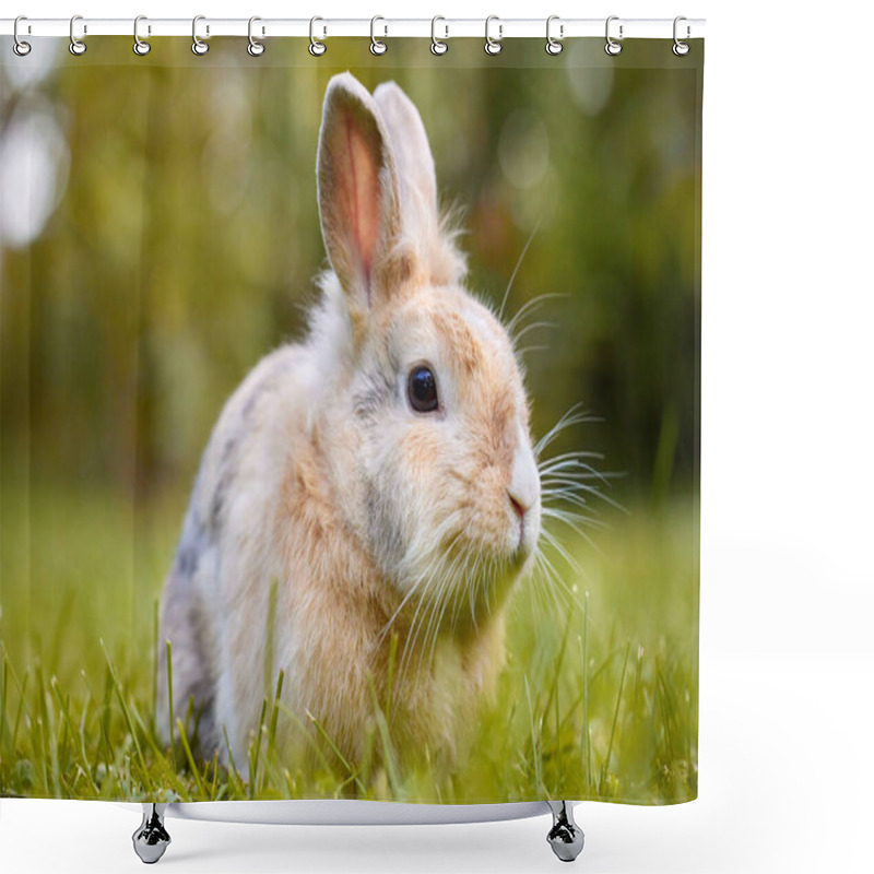 Personality  White Brown Baby Bunny Standing In The Grass And Looking At The Camera, With Nature Blurred In The Background. Easter Animal New Born Bunny Concept. Young Brown Rabbit In Green Field In Spring. Shower Curtains