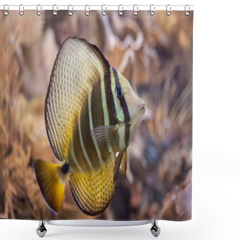 Personality  Sailfin Tang In Aquarium Shower Curtains