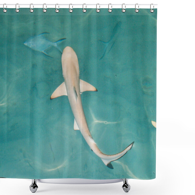 Personality  Marine Life, Shark Fish  Shower Curtains