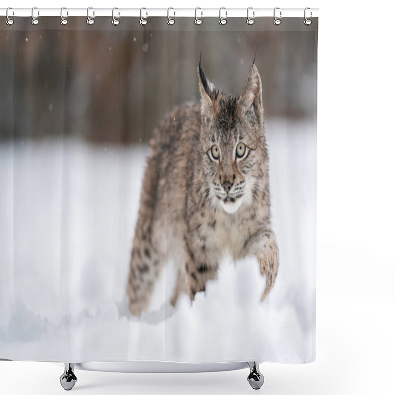 Personality  Lynx Cub Walking In Snow Drifts. Cold Winter With Wild Life Predator. Lynx Lynx. Wildlife Animal In His Natura Habitat. Shower Curtains