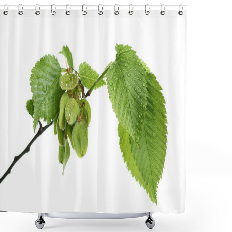 Personality  Branch Of European White Elm With Water Drops On White Shower Curtains