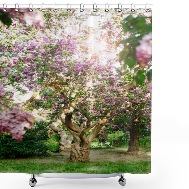 Personality  Beautiful Landscape With Old Lilac Tree Blossoming In The Garden. Lilac Bushes Under Bright Sun Rays Shower Curtains