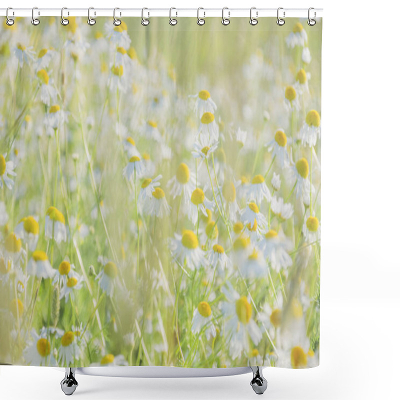 Personality  Chamomile Flowers Field Wide Background In Sun Light. Summer Daisies. Beautiful Nature Scene With Blooming Medical Chamomilles. Alternative Medicine. Selective Focus. Shower Curtains