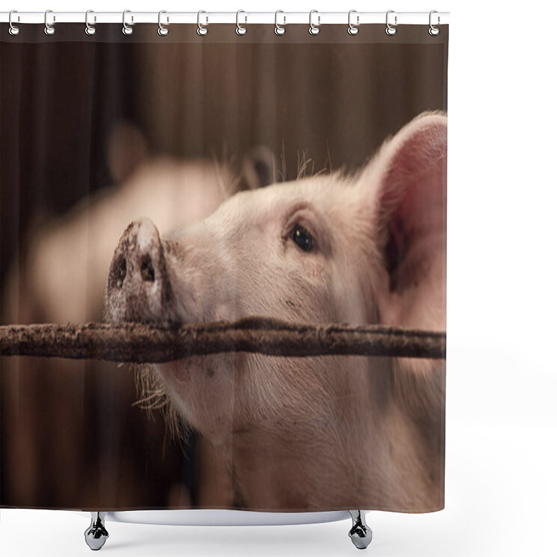 Personality  Domestic Pigs On A Pig Farm. Meat Industry. The Concept Of Farm Life And Animal Husbandry, Close-up Shower Curtains