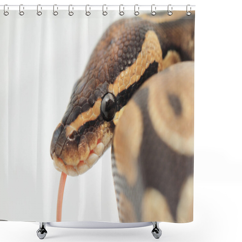 Personality  Ball Python Close Up Shower Curtains