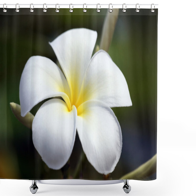 Personality  Paradise Frangipani. Flowers Of Borneo. Shower Curtains