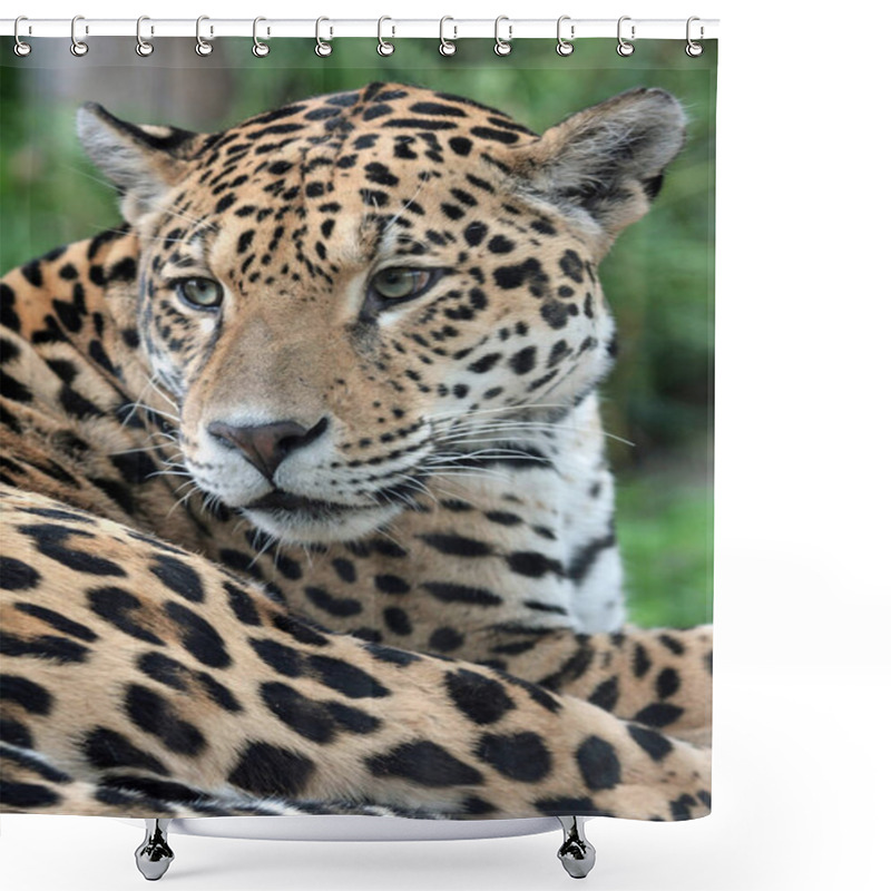 Personality  Jaguar Hunter Big Cat, Wild Animal Shower Curtains