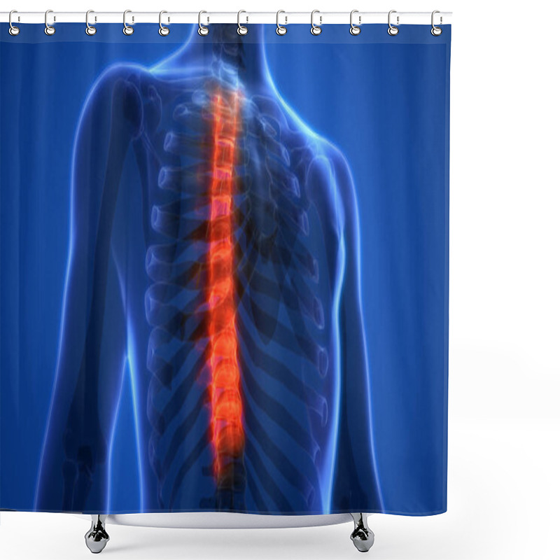 Personality  Vertebral Column Of Human Skeleton System Anatomy. 3D - Illustration Shower Curtains