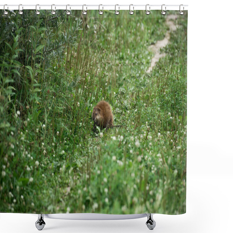 Personality  Selective Focus Of Brown Ondatra In Green Meadow Shower Curtains