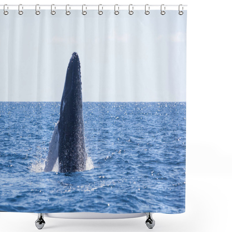 Personality  A Huge Humpback Whale, Megaptera Novaeangliae, Breaches Out Of The Blue Waters Of The Caribbean Sea. Shower Curtains