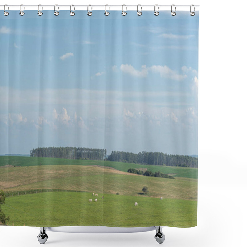 Personality  Large Farm With Extensive Livestock. Rural Landscape In Southern Brazil. Agricultural Production Area. Nellore Cattle. Farm For Livestock And Soy Plantation. Shower Curtains