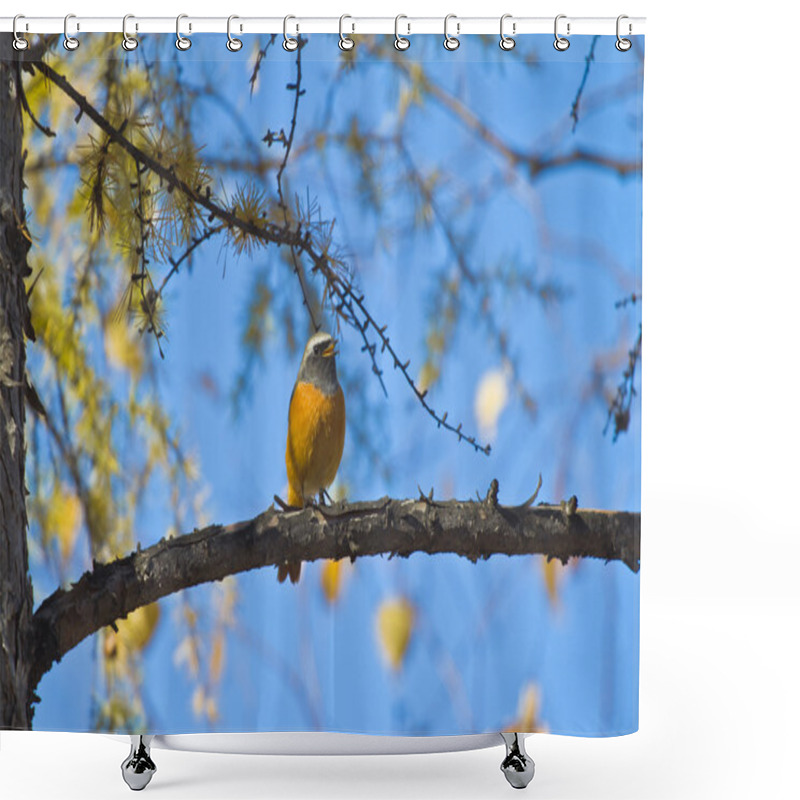 Personality  Redstart Sitting On A Branch Of Larch Shower Curtains