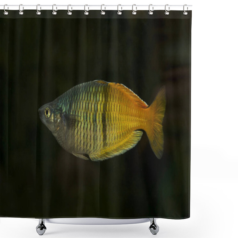 Personality  Boeseman's Rainbowfish (Melanotaenia Boesemani). Shower Curtains