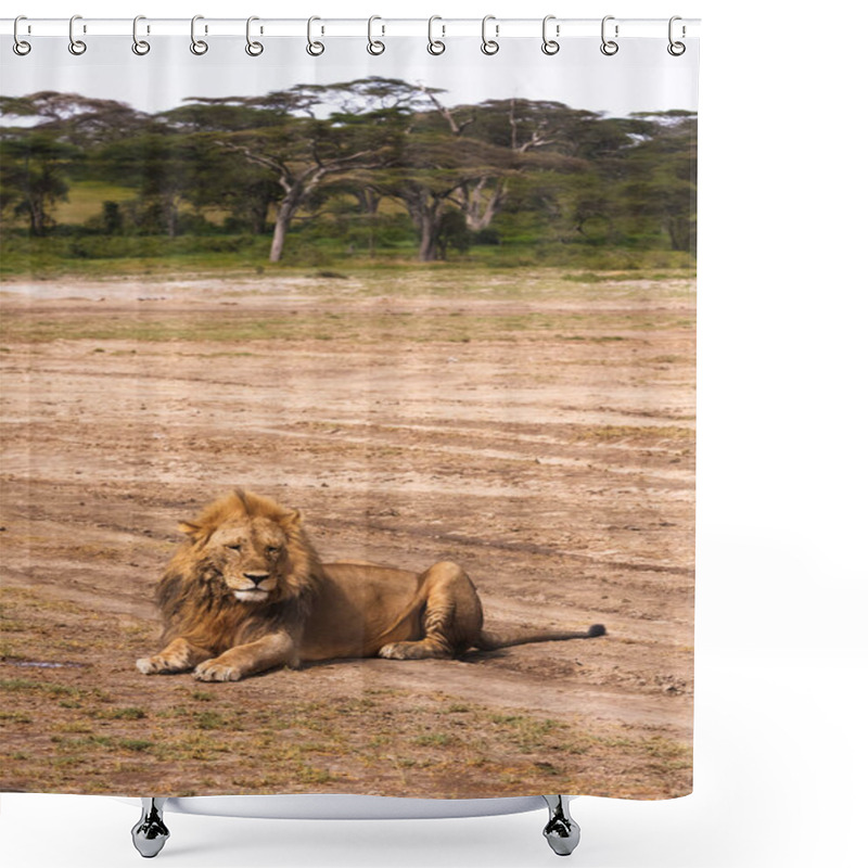 Personality  Lion Resting On The Ground. Serengeti, Tanzania Shower Curtains