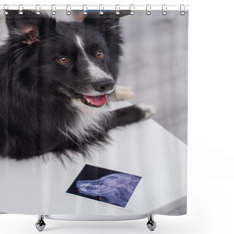 Personality  Border Collie Looking Away Near Ultrasound Scan On Table In Vet Clinic  Shower Curtains