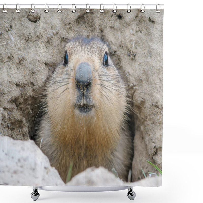 Personality  Fluffy Head Of A Scared Marmot Against The Background Of Mink In The Ground Shower Curtains