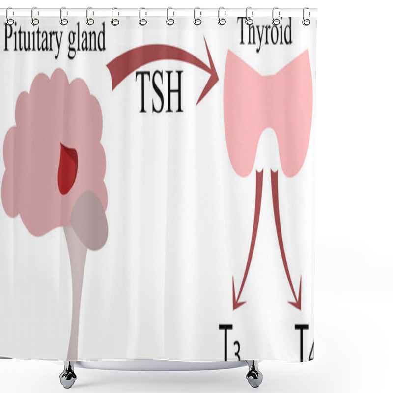 Personality  The Connection Of The Pituitary Gland And The Thyroid Gland. End Shower Curtains