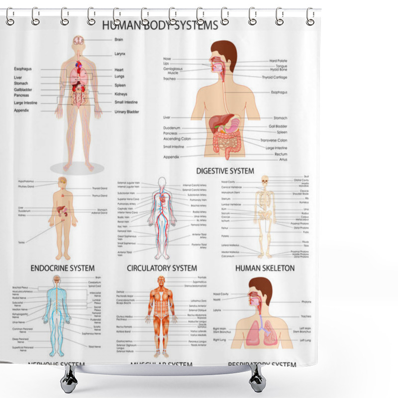 Personality  Chart Of Different Human Organ System Shower Curtains