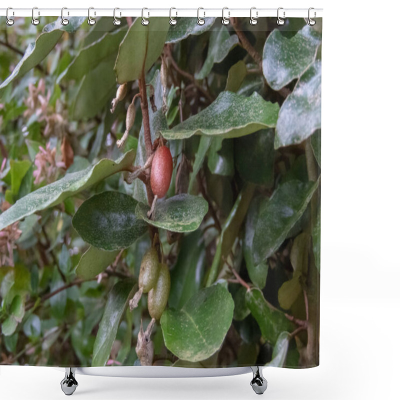 Personality  Thorny Olive,spiny Oleaster Or Silverthorn Plant Branches With Fruits And Leaves. Elaeagnus Pungens Ornamental Plant. Shower Curtains