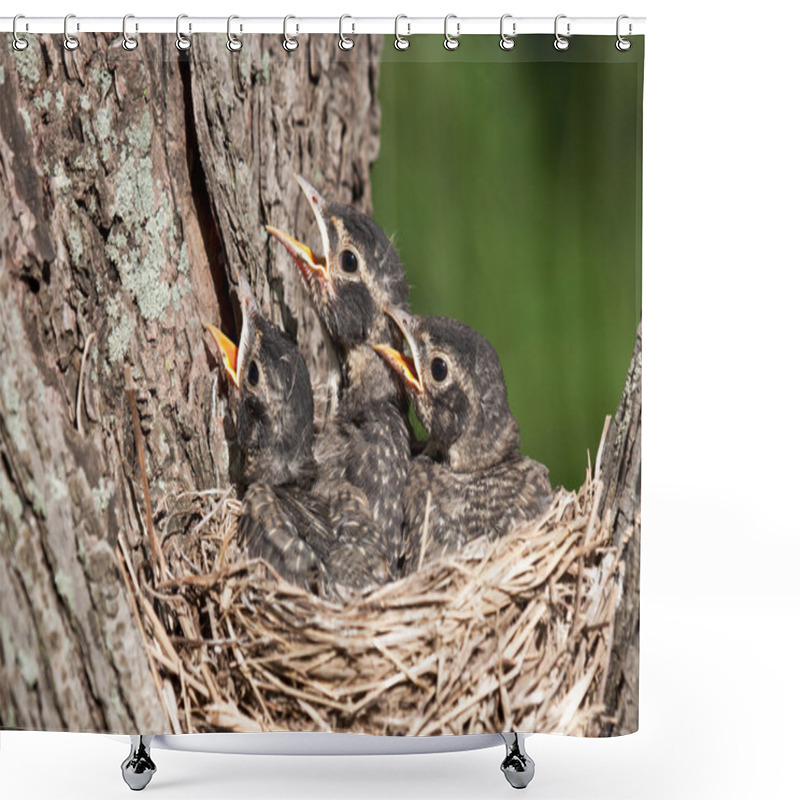 Personality  Three Young Robins Cry In With Hunger Pain Shower Curtains